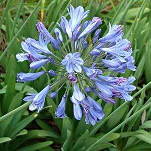 Agapanthus caulescens - 5 Seed Pack - South African Indigenous Perennial Bulb