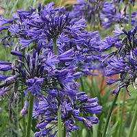 Agapanthus caulescens - 5 Seed Pack - South African Indigenous Perennial Bulb