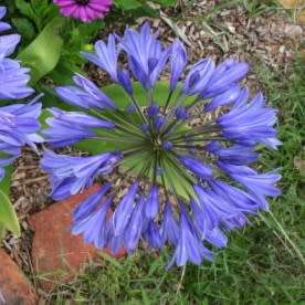 Agapanthus caulescens - 5 Seed Pack - South African Indigenous Perennial Bulb