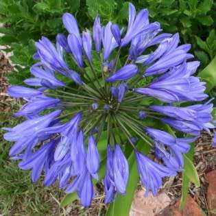 Agapanthus caulescens - 5 Seed Pack - South African Indigenous Perennial Bulb