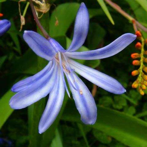 Agapanthus comptonii - 5 Seed Pack - South African Indigenous Perennial Bulb - New
