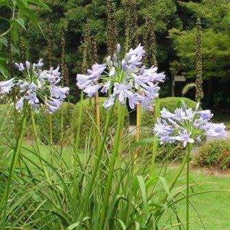 Agapanthus comptonii - 5 Seed Pack - South African Indigenous Perennial Bulb - New