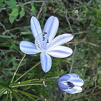 Agapanthus comptonii - 5 Seed Pack - South African Indigenous Perennial Bulb - New