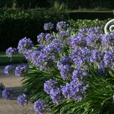 Agapanthus comptonii - 5 Seed Pack - South African Indigenous Perennial Bulb - New