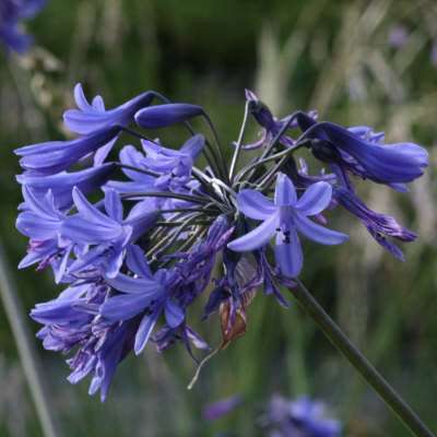 Agapanthus comptonii - 5 Seed Pack - South African Indigenous Perennial Bulb - New