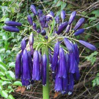 Agapanthus inapertus ssp pendulous - 10 Seed Pack - South African Indigenous Perennial Bulb - New