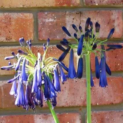 Agapanthus inapertus ssp pendulous - 10 Seed Pack - South African Indigenous Perennial Bulb - New