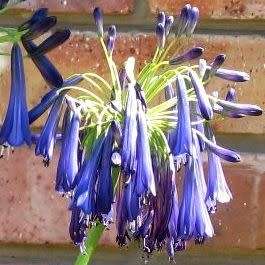 Agapanthus inapertus ssp pendulous - 10 Seed Pack - South African Indigenous Perennial Bulb - New