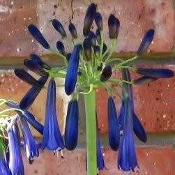 Agapanthus inapertus ssp pendulous - 10 Seed Pack - South African Indigenous Perennial Bulb - New