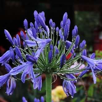 Agapanthus praecox Blue - 5 Seed Pack - South African Indigenous Perennial Bulb -