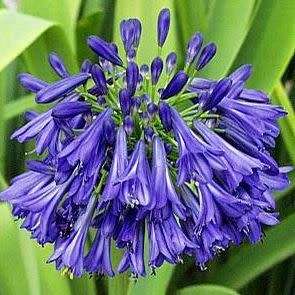 Agapanthus praecox Blue - 5 Seed Pack - South African Indigenous Perennial Bulb -