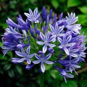 Agapanthus praecox Blue - 5 Seed Pack - South African Indigenous Perennial Bulb -