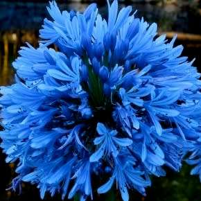 Agapanthus praecox Blue - 5 Seed Pack - South African Indigenous Perennial Bulb -