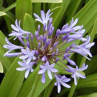 Agapanthus praecox Blue - 5 Seed Pack - South African Indigenous Perennial Bulb -