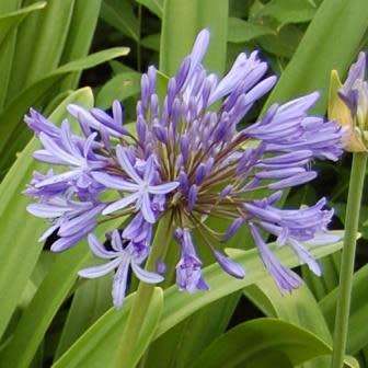 Agapanthus praecox Blue - 5 Seed Pack - South African Indigenous Perennial Bulb -