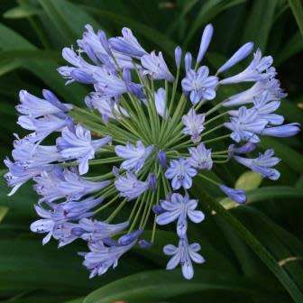Agapanthus praecox Blue - 5 Seed Pack - South African Indigenous Perennial Bulb -