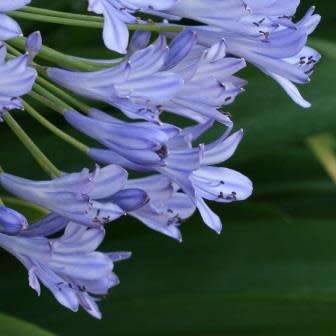 Agapanthus praecox Blue - 5 Seed Pack - South African Indigenous Perennial Bulb -