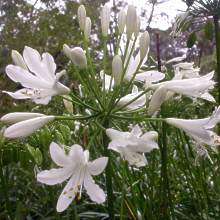 Agapanthus praecox ssp. orientalis Tall White - 5 Seed Pack - Indigenous Perennial Bulb - New