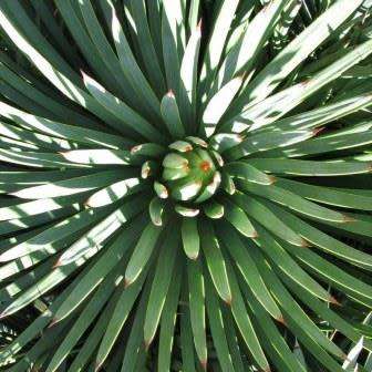 Agave striata - 5 Seed Pack - Exotic Succulent - Flat Ship Rate - NEW