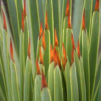 Agave striata - 5 Seed Pack - Exotic Succulent - Flat Ship Rate - NEW