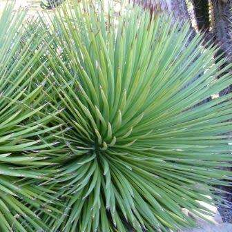 Agave striata - 5 Seed Pack - Exotic Succulent - Flat Ship Rate - NEW