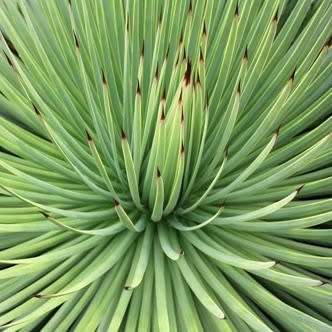 Agave striata - 5 Seed Pack - Exotic Succulent - Flat Ship Rate - NEW