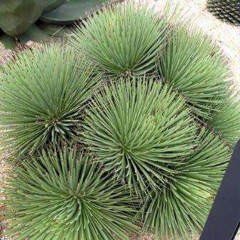 Agave stricta nana - 3 Seed Pack - Dwarf Hedgehog Agave Exotic Succulent - Flat Ship Rate - NEW