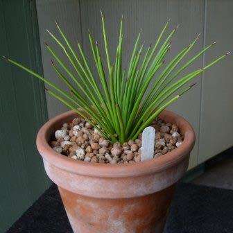 Agave stricta nana - 3 Seed Pack - Dwarf Hedgehog Agave Exotic Succulent - Flat Ship Rate - NEW