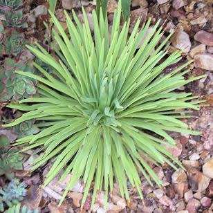 Agave stricta nana - 3 Seed Pack - Dwarf Hedgehog Agave Exotic Succulent - Flat Ship Rate - NEW