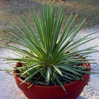 Agave stricta nana - 3 Seed Pack - Dwarf Hedgehog Agave Exotic Succulent - Flat Ship Rate - NEW