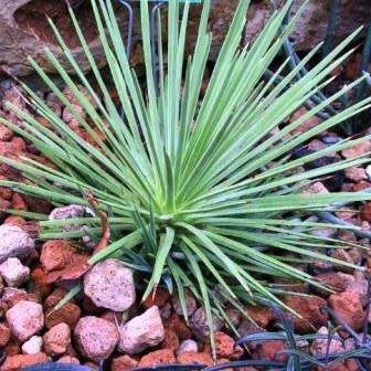Agave stricta nana Seeds - Dwarf Hedgehog Agave Exotic Succulent - Flat Ship Rate - NEW
