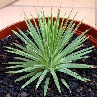 Agave stricta nana - 3 Seed Pack - Dwarf Hedgehog Agave Exotic Succulent - Flat Ship Rate - NEW