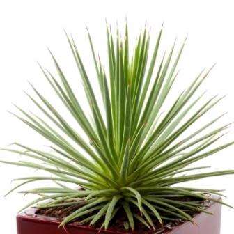Agave stricta nana Seeds - Dwarf Hedgehog Agave Exotic Succulent - Flat Ship Rate - NEW
