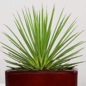 Agave stricta nana Seeds - Dwarf Hedgehog Agave Exotic Succulent - Flat Ship Rate - NEW