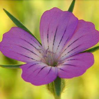 Agrostemma githago - Corncockle - 5 Seed Pack - Annual Cut Flower Attracts Butterflies - New