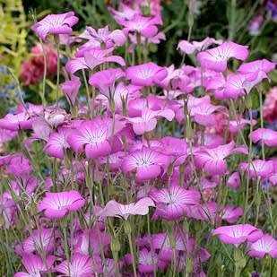 Agrostemma githago - Corncockle - 5 Seed Pack - Annual Cut Flower Attracts Butterflies - New