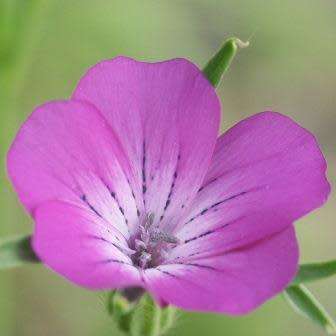 Agrostemma githago - Corncockle - 5 Seed Pack - Annual Cut Flower Attracts Butterflies - New