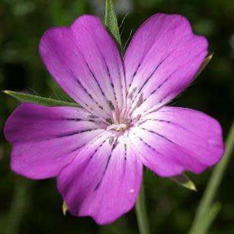 Agrostemma githago - Corncockle - 5 Seed Pack - Annual Cut Flower Attracts Butterflies - New