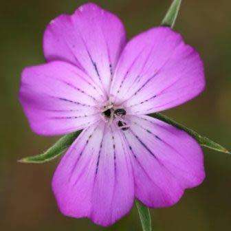 Agrostemma githago - Corncockle - 5 Seed Pack - Annual Cut Flower Attracts Butterflies - New