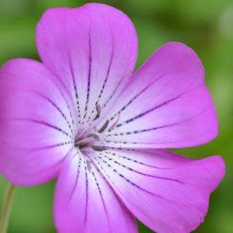 Agrostemma githago - Corncockle - 5 Seed Pack - Annual Cut Flower Attracts Butterflies - New