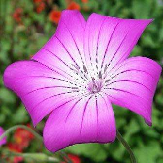 Agrostemma githago - Corncockle - 5 Seed Pack - Annual Cut Flower Attracts Butterflies - New