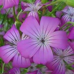 Agrostemma githago - Corncockle - 5 Seed Pack - Annual Cut Flower Attracts Butterflies - New