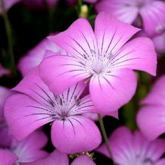 Agrostemma githago - Corncockle - 5 Seed Pack - Annual Cut Flower Attracts Butterflies - New