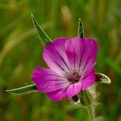 Agrostemma githago - Corncockle - 5 Seed Pack - Annual Cut Flower Attracts Butterflies - New