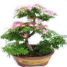 Albizia julibrissin - Persian Silk Bonsai - 5 Seeds + FREE Gifts Seeds + Bonsai eBook, NEW