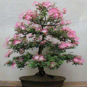 Albizia julibrissin - Persian Silk Bonsai - 5 Seeds + FREE Gifts Seeds + Bonsai eBook, NEW
