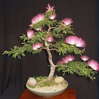 Albizia julibrissin - Persian Silk Bonsai - 5 Seeds + FREE Gifts Seeds + Bonsai eBook, NEW