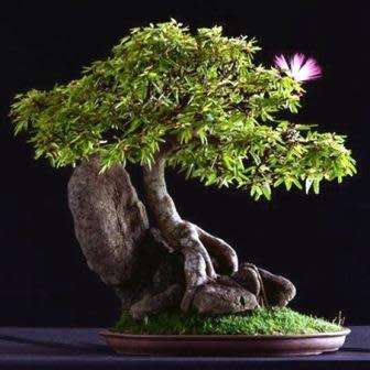 Albizia julibrissin - Persian Silk Bonsai - 5 Seeds + FREE Gifts Seeds + Bonsai eBook, NEW