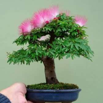 Albizia julibrissin - Persian Silk Bonsai - 5 Seeds + FREE Gifts Seeds + Bonsai eBook, NEW