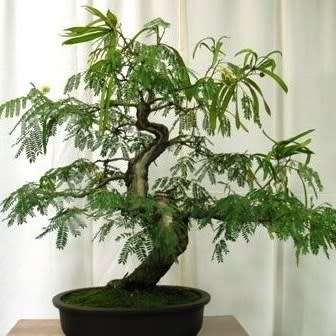 Albizia julibrissin - Persian Silk Bonsai - 5 Seeds + FREE Gifts Seeds + Bonsai eBook, NEW